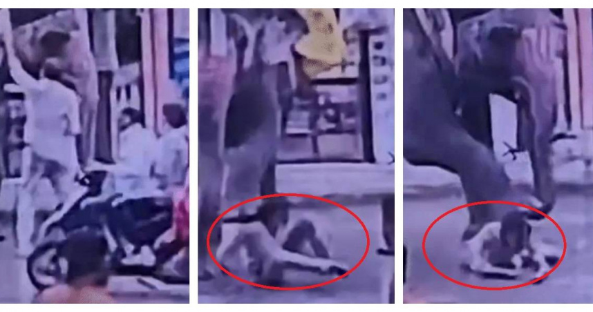 印度一名男子餵食大象時遭猛烈攻擊，家屬質疑案件處理不當，並要求政府究責及賠償。（圖／Bhaskar English，下同）