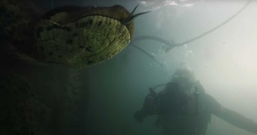世界最大!攝影師巧遇「巨無霸綠水蟒」樂歪 貼近鏡頭好奇互動