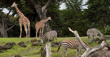 男爽中16億頭獎!砸錢買「動物園」送岳母 秒從員工變老闆娘
