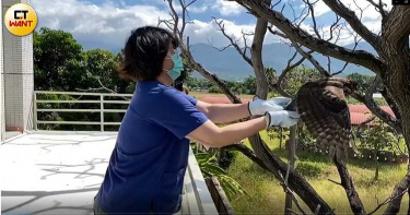 讓牠回家4/瀕死鳳頭蒼鷹被救回 野放後「牠在樹枝看我們很久」