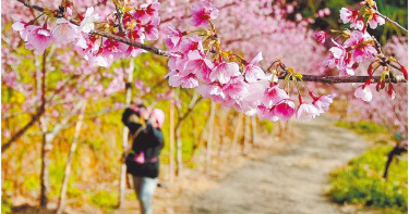 三峽大熊櫻花林賞花 1月9日起全面盛開