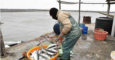 寒流接連報到!再冷1周 虱目魚業者剉咧等