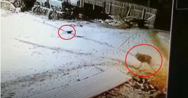 2愛犬慘遭野狼咬死 男爆氣徒手對戰野狼