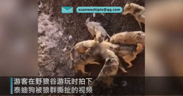 帶毛小孩野狼谷遊玩!貴賓犬摔落遭「瘋狂撕咬」 目擊者嚇傻:來不及慘叫就死了