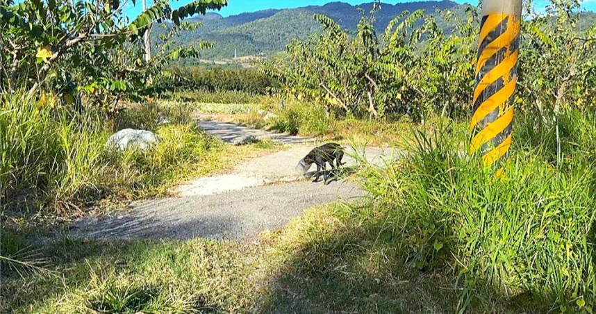頭卡入塑膠桶的黑狗警覺性高，一發覺人類接近就四處逃竄。（圖／民眾提供）
