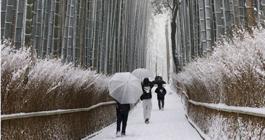 原PO表示，日本櫻花季機票已經可以去歐美。圖為京都嵐山的竹林。（圖／達志／美聯社）