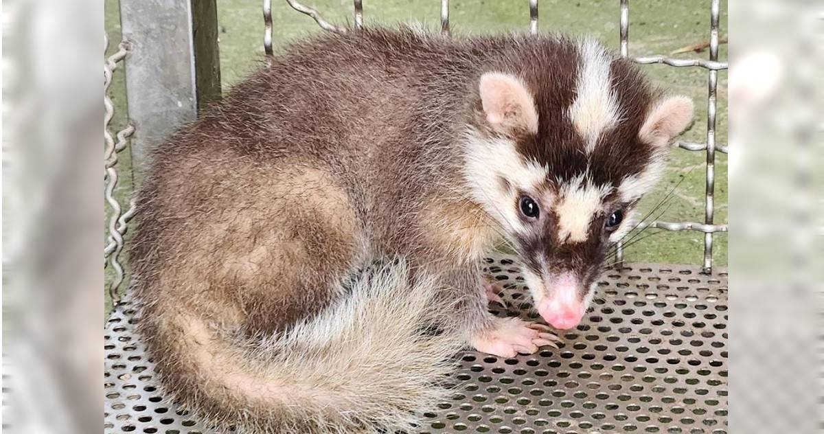 小心野生動物！屏東枋山檢出「鼬獾狂犬病」 防檢署呼籲：遵守二不一要 | 生活 | CTWANT