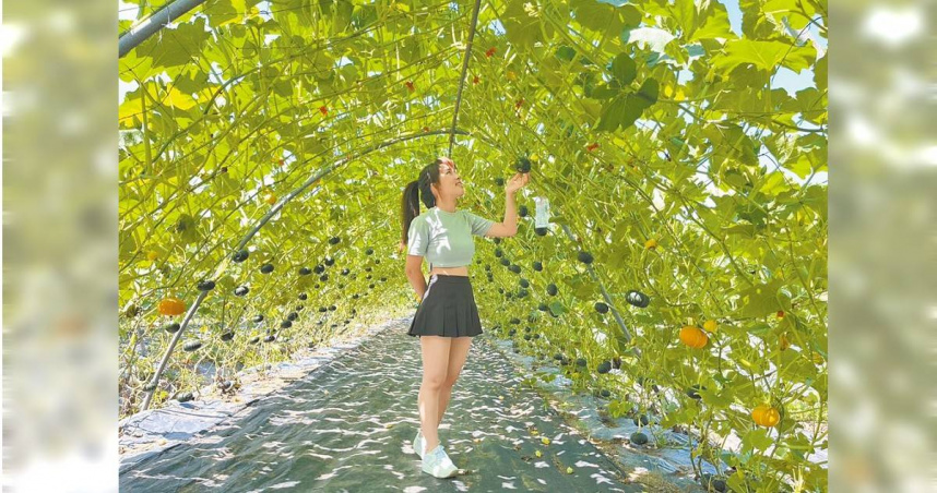 淡水南瓜隧道已成為熱門打卡拍照景點。（圖／新北市農業局提供／中國時報王揚傑新北傳真）