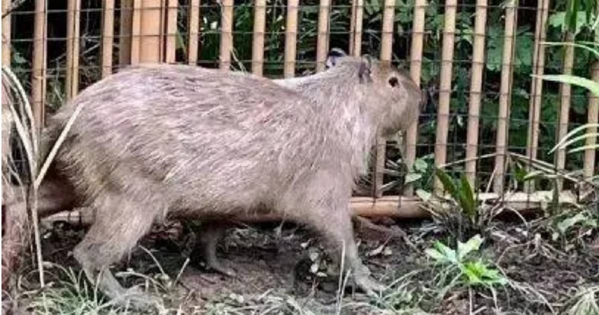 大陸江蘇省揚州市茱萸灣動物園的卡皮巴拉(水豚)「豆包」。(圖/翻攝自微博)