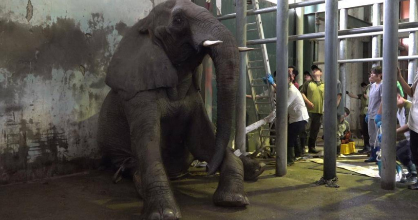 台北市立動物園6日傳出42歲非洲象「美代」逝世消息，「美代」6日上午脫水、體溫偏高，獸醫療過程中「美代」突坐下後即無法再自行站立。（圖／台北市立動物園提供）