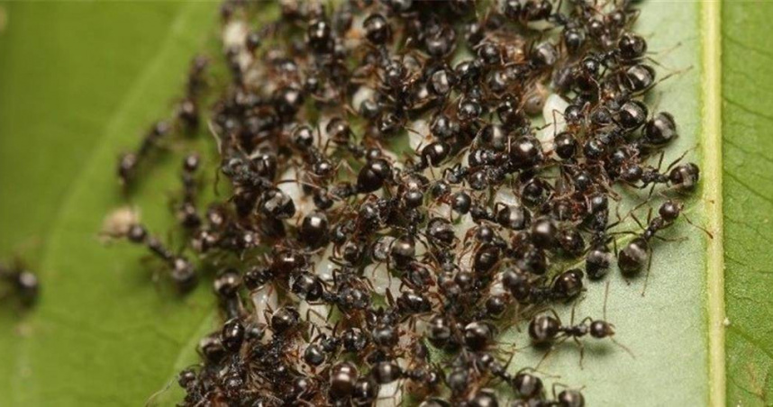 疣胸琉璃蟻多喜歡築巢聚集於果樹的葉片、果蒂、枝條樹幹縫隙間等。（圖／翻攝畫面）