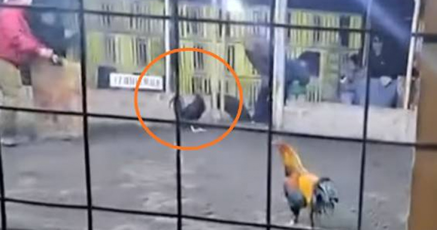 祕魯帕拉蒙加一處鬥雞場日前發生男子遭鬥雞踢傷鼠蹊不治意外，現場並無設置急救設施，引發爭議。（圖／翻攝自Panamericana TV）