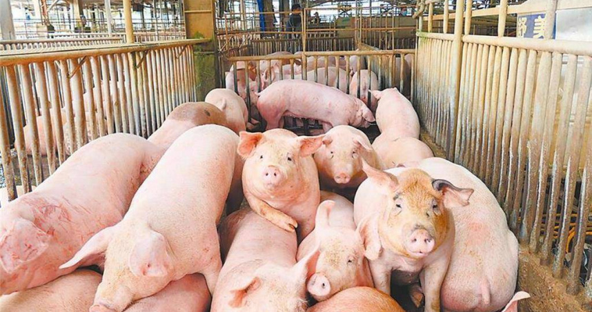廚餘餵豬作為非洲豬瘟位疫情破口，讓全台9成養豬戶相當反感，堅決反對政府有意重啟廚餘餵豬的規畫。（圖／報系資料照）