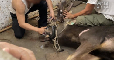 PETA善待動物組織發現，彰化縣某養殖場為了獲取鹿茸，工人會將水鹿粗暴地壓制在地上，強行鋸斷鹿茸，過程未施打任何鎮靜劑或止痛藥。（圖／PETA善待動物組織）