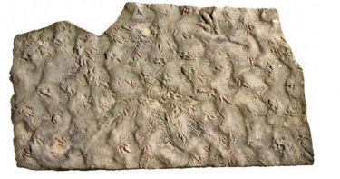 專家近日成功完成對四川盆地富順縣永年鎮五里村一批珍貴恐龍足跡化石的系統研究。（圖／翻攝自光明日報）