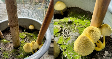 劉方慈主播分享家中栽種的雞蛋花盆栽中長出4朵黃色菇類，拍照PO網釣出一票內行網友解惑，是有毒的純黃白鬼傘。（圖／翻攝自臉書／劉方慈 Crystal Liu）