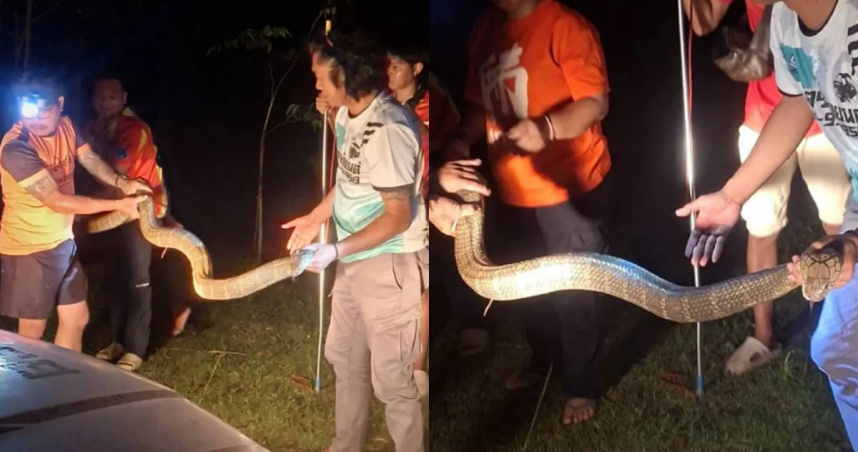 一條4公尺眼鏡王蛇闖入泰國民宅，屋主嚇得奪門而出。（圖／翻攝自臉書／TNews-ทีนิวส์）