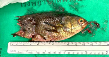 魚肉好吃嗎?活跳跳10cm活魚「卡喉嚨」 驚悚畫面曝光