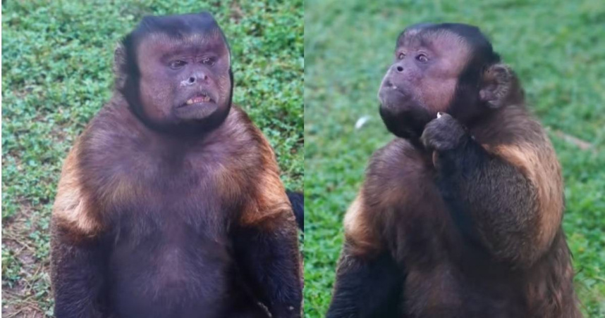 合肥野生動物園的網紅黑帽懸猴「大壯」，21日驚傳因突發疾病過世。（圖／擷取自抖音＠肖大寶在澳洲）
