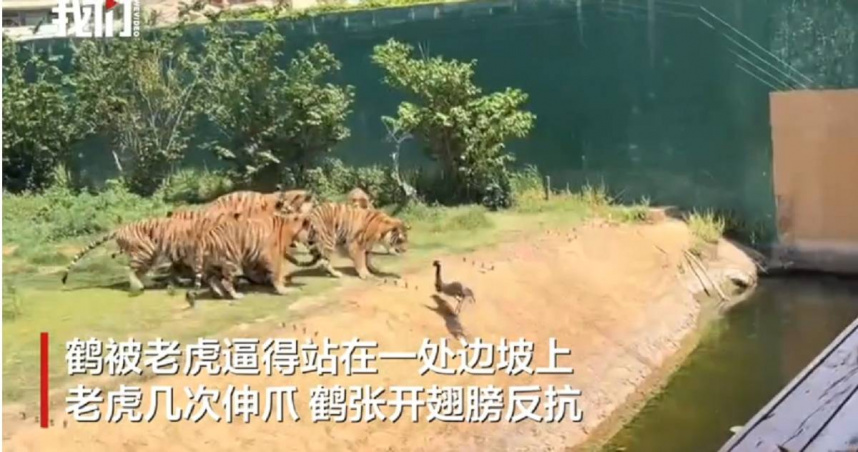 （圖／翻攝微博）