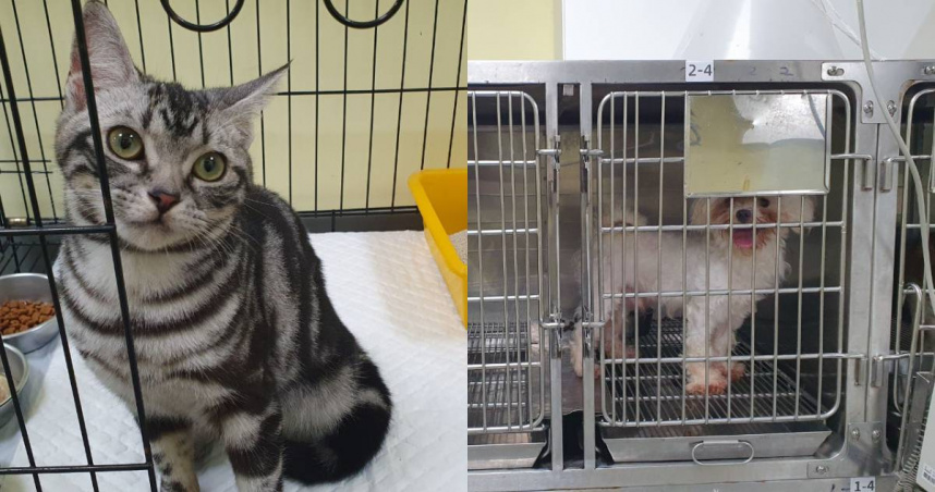 動保處聯合警方前往林男家中，帶回1貓1狗至動保處安置。（圖／翻攝自新北市政府動物保護防疫處）