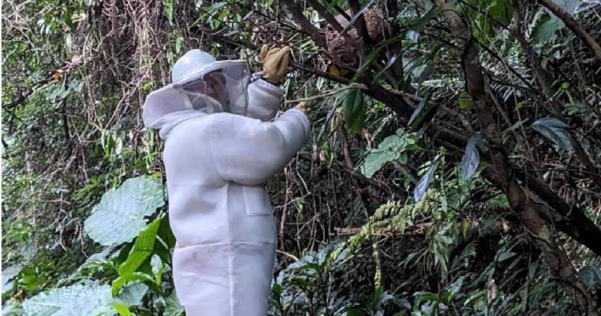 台北市1名68歲陳姓捕蜂工人18日在內湖區山坡地工作，不明原因掛在約3、4樓高的樹上，警消獲報後趕抵救人，發現工人已無呼吸心跳，患者送往三軍總醫院前OHCA，搶救後仍宣告死亡，圖非當事人。（示意圖／報系資料照）