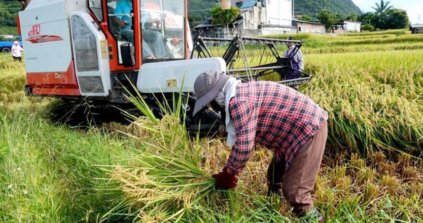 農糧署副署長黃昭興說，此次台灣也取得520公噸，將會加強媒合日本貿易商及米廠，協助台灣米站穩日本。（圖／報系資料照）
