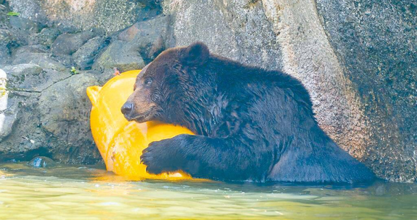 台北市立動物園24歲的棕熊「小喬」，2023年移除乳腺腫瘤後恢復良好，豈料今年3月又發現轉移腫塊，雖已成功將腫塊摘除，但近日開始出現食欲下降等症狀，左下腹皮膚也抓到脫毛、出血，園方不排除為腫瘤復發跡象，將啟動安寧照護評估。（圖／台北市立動物園提供／中國時報邱芊台北傳真）