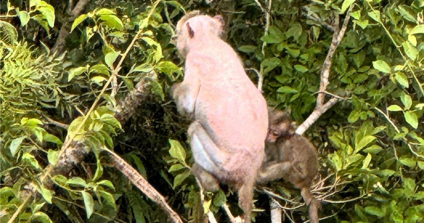 台灣獼猴全身光禿禿，僅剩一層表皮外露，疑罹患皮膚病。（民眾提供／蕭嘉蕙台東傳真）
