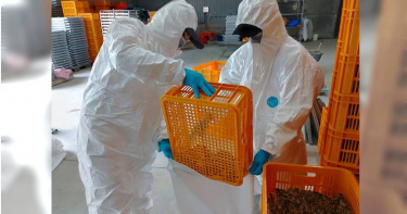 屏東縣鹽埔鄉一處鵪鶉場主動通報飼養的鵪鶉異常死亡，經調查化驗，5月3日確診H5N1禽流感，動物防疫所4日前往撲殺78180隻鵪鶉。（圖／屏東縣政府）