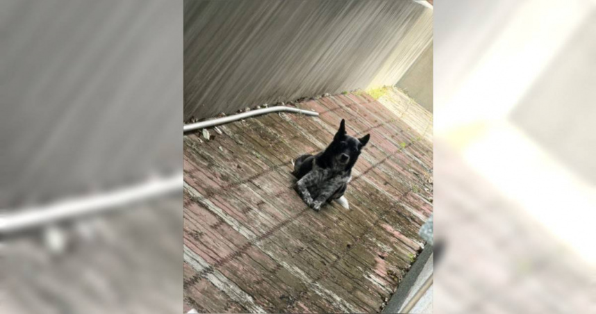 快訊／雲林50萬陳美琪找到了　飼主緊抱喜極而泣