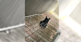 雲林「陳美琪」走失，有民眾26日尋獲，飼主喜極而泣。（圖／翻攝自尋找陳美琪群組）