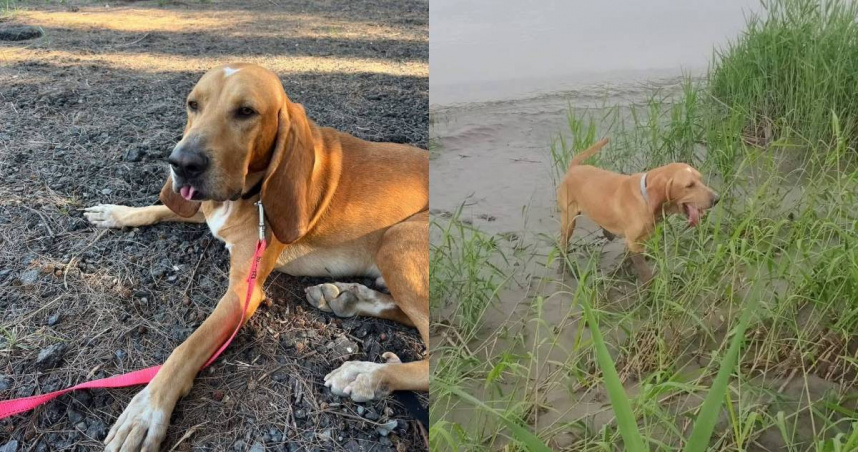 追蹤犬「巴薩」遭毒蛇咬傷，不幸離世。（圖／翻攝Kala-K9搜救犬卡拉臉書）
