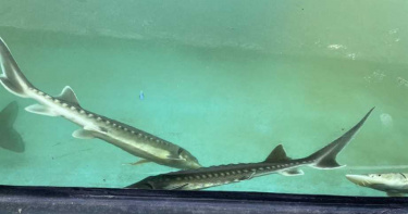 本業難賺 淡海輕軌「養鱘龍魚」貼補家用
