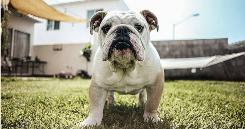 美國1隻1歲大的鬥牛犬，因爪子卡在手槍板機護圈中，導致槍枝走火，男主人大腿被子彈擦傷。（示意圖／unsplash）