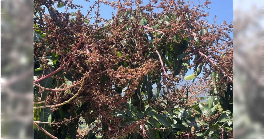 桃源金煌芒果的開花情況良好，農民們信心滿滿，期待能有一個豐收的季節，然而，接連的寒流讓花朵無法順利授粉，花瓣發黑、枯萎，大片花蕊因此損壞，農民們的希望隨之破滅。（圖／中國時報林雅惠攝）