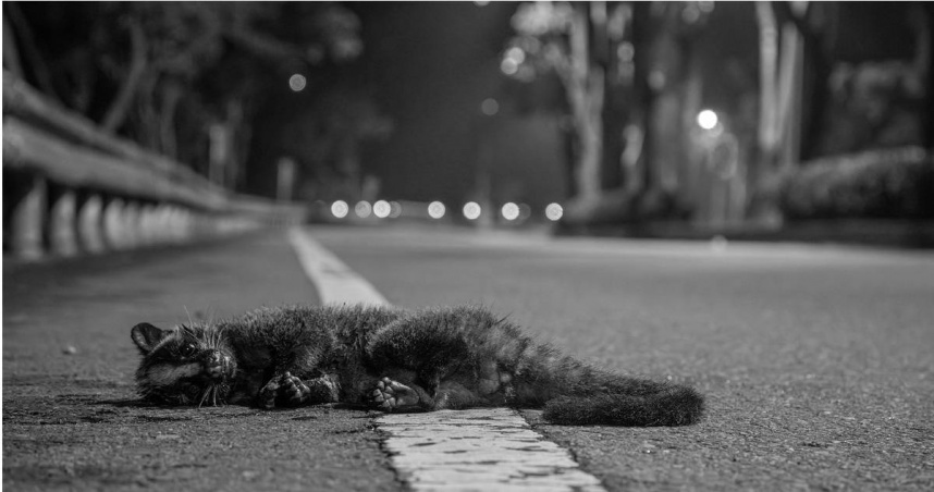 白鼻心遭車輛高速撞擊。（圖／翻攝自Facebook／玉山國家公園）