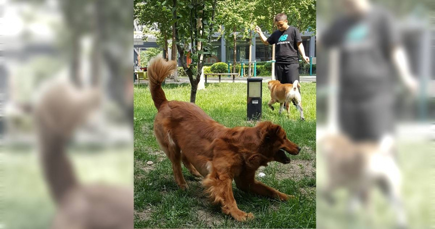 大陸全國首個「寵物」本科專業開始招生，校方：聚焦貓狗馬。（圖／藍孝威攝）