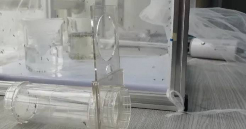 廈門有一群職業「養蚊人」，培養蚊子做實驗，讓預防登革熱的效果更好。（圖／翻攝自廈視新聞）