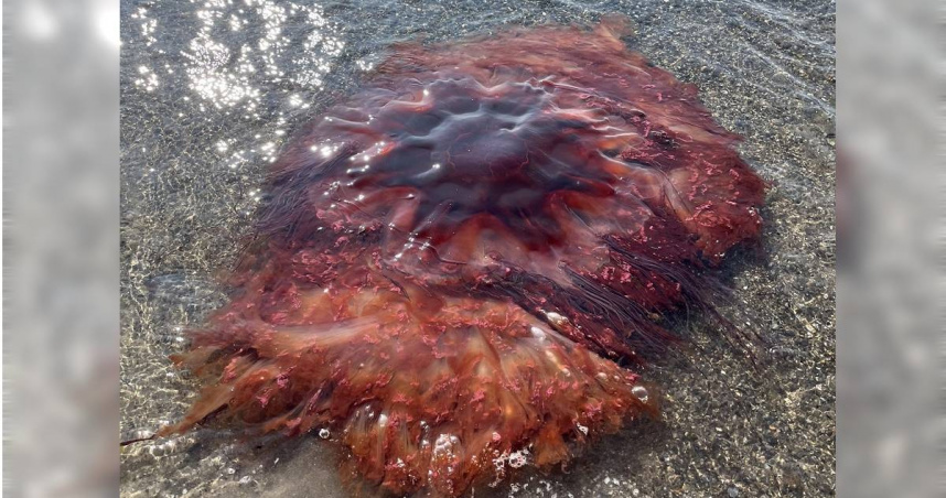 獅鬃水母。（圖／翻攝自Facebook／City of South Portland）