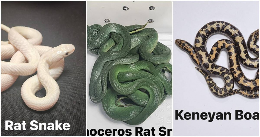 印度孟買機場海關抓到一名男子走私16條活蛇。（圖／翻攝X）