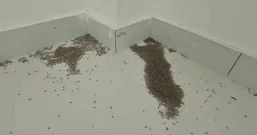 河南某家庭室內，地面可見大量死亡蚊子，顯示極端高溫對蚊蟲生存的影響。（圖／翻攝自微博）