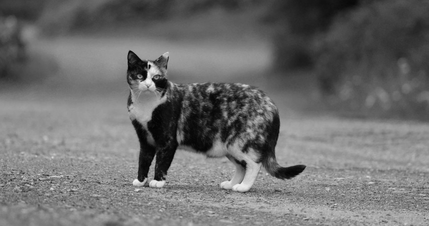 （示意圖非當事貓／Pixabay）