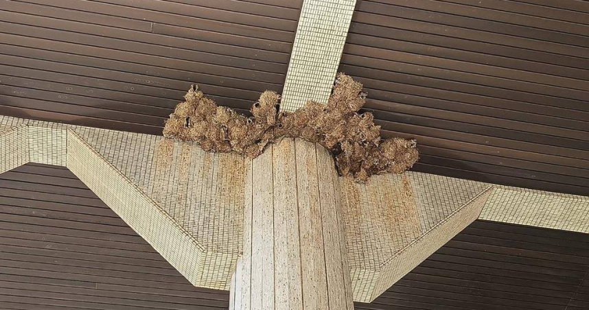 彰化縣政府第一行政大樓正門上方有超過10個「燕子窩群」，民眾走過都要小心翼翼，深怕「中獎」。（圖／報系資料照）