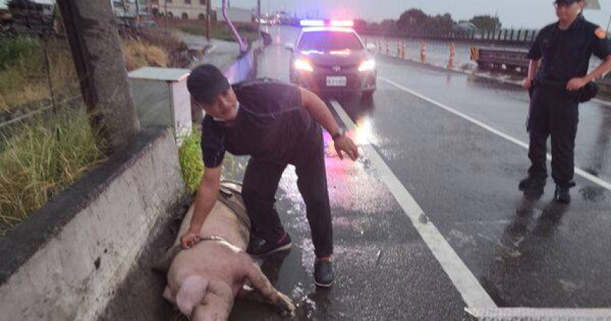 苗栗台61線後龍段大豬從運豬車跳車逃生失敗，重摔路面經動防所救援仍不治。（圖／翻攝畫面）