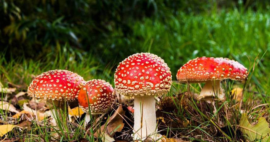 一名大陸網紅訴苦婆婆吃了鄰居送的蘑菇身亡，引發討論。（示意圖／Pixabay）