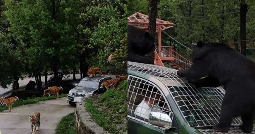 欒川竹海野生動物園公開招募「獸王司機」。（圖／翻攝自微博／欒川竹海野生動物園）