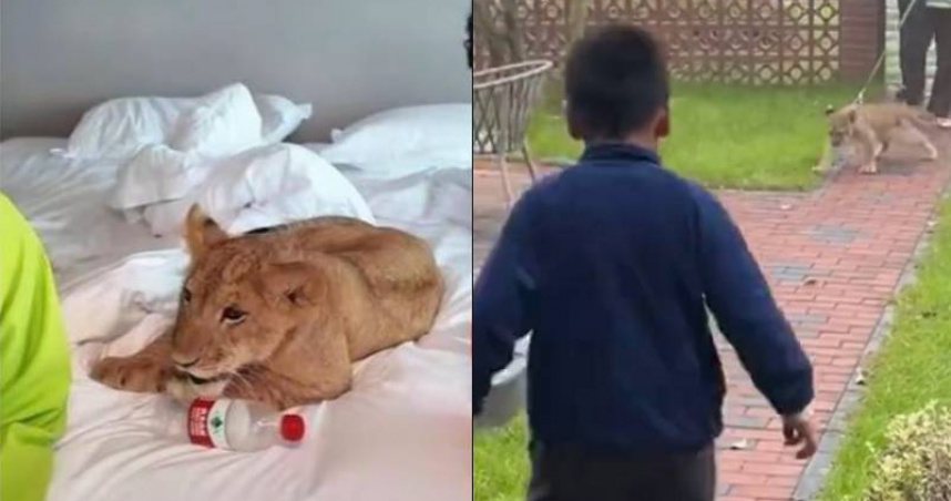 江蘇宿遷的渡假村「SU牛角村渡假酒店」提供萌獅叫起床服務，在網上引發熱烈討論。（圖／翻攝自微博／極目新聞）