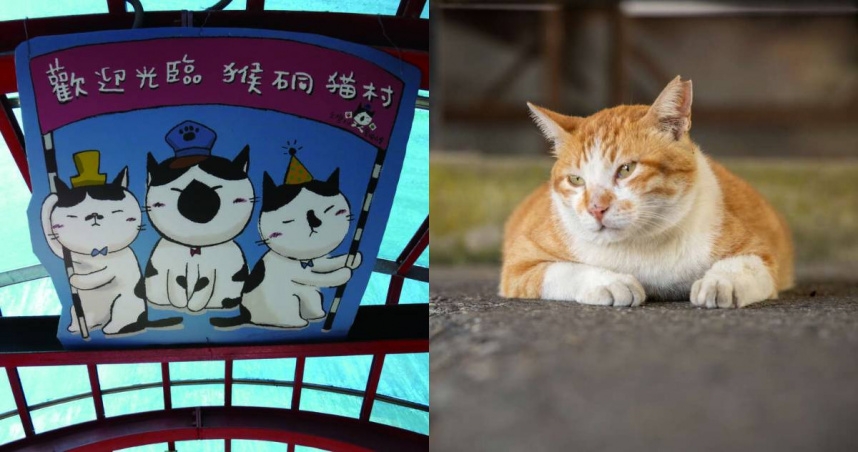 猴硐貓村全盛時期曾有超過200隻貓咪。（圖／翻攝自新北市觀光旅遊網）