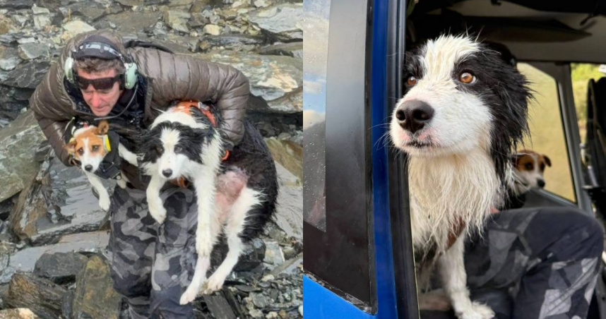 搜救人員尋獲失蹤1週的邊境牧羊犬莫莉，最後平安回到主人身邊。（圖／翻攝自臉書／Precision Helicopters Ltd）